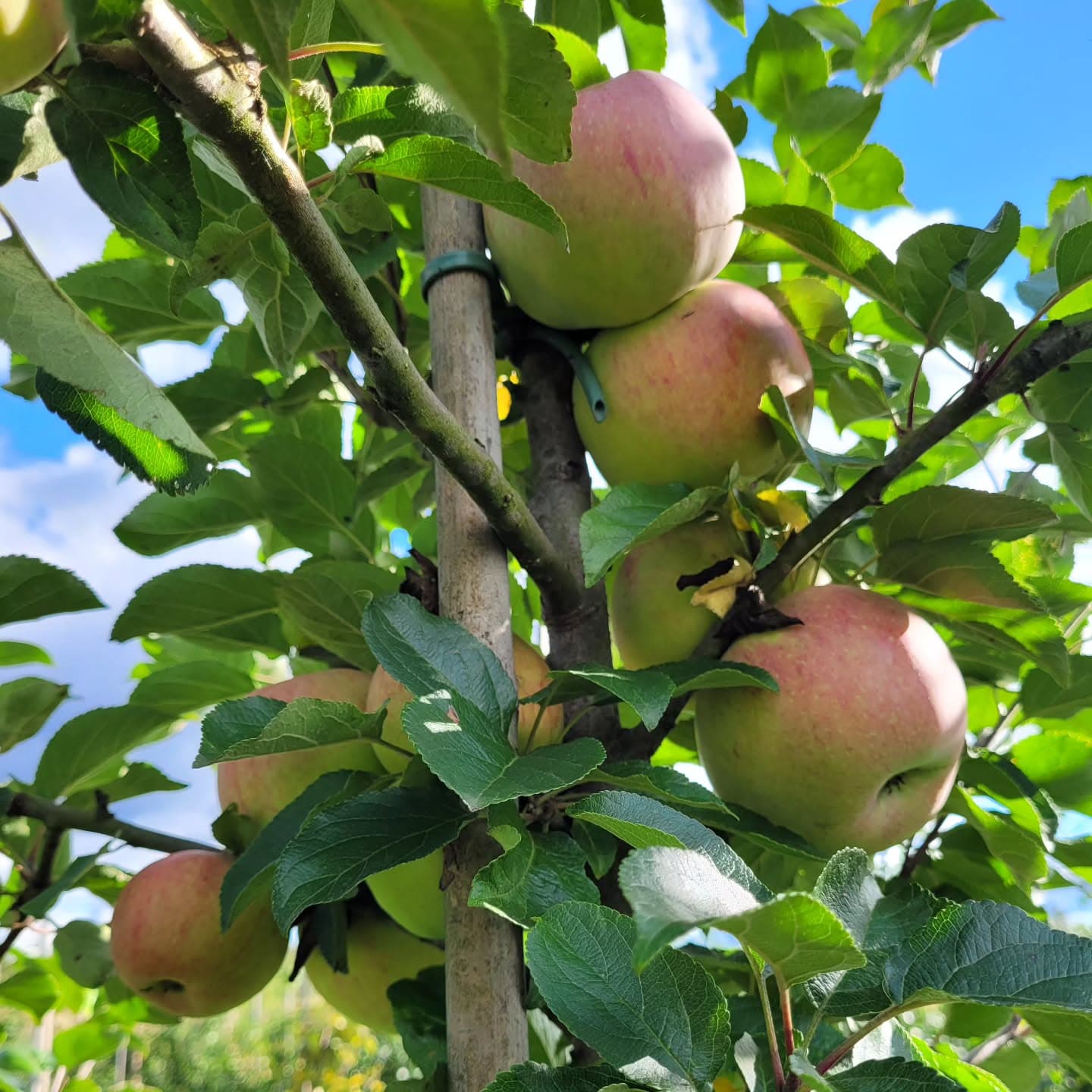 Epletrær i skogshage
